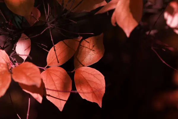 Podzimní Pozadí Listů Detailní Záběr Listů Rostoucích Podzimním Lese — Stock fotografie