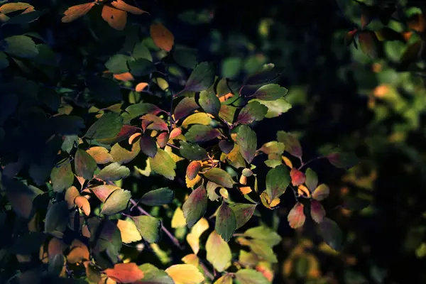 Осенний Фон Листьев Крупный План Листьев Растущих Осеннем Лесу — стоковое фото
