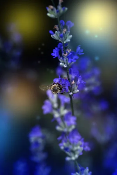 Пчела Сосёт Нектар Фиолетовых Цветов Пчела Ест Нектар Фиолетовых Цветочках — стоковое фото