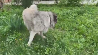 Bahçedeki yetişkin Kafkas çoban köpeği