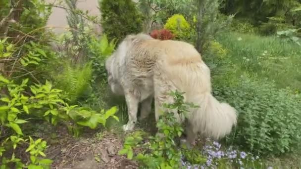 Adorabile Bianco Nero Adulto Caucasico Cane Pastore Nel Giardino Privato — Video Stock