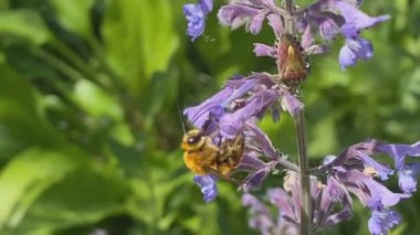 Canlı mor bir çiçekten nektar toplayan bir bal arısının yakın çekimi.