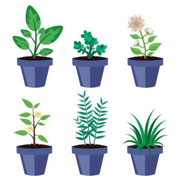 Set Houseplants Six Different Ones Dark Blue Pots — Stock Vector