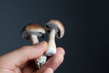 Adam elinde saykodelik psilosibin mantarı tutuyor, Tayland cinsi. Psilosibe Cubensis gri arka planda taze mantarlar. Mikro doz konsepti. Alternatif eğlence terapisi