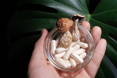 Psilocybin shrooms with pills, medical capsules. Alternative medicine supplements and dietary drugs for micro-dosing. Man holds Psilocybe Cubensis mushrooms on monstera leaf background, close up clipart