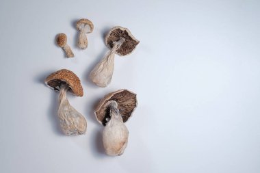 Beyaz arka planda bir sürü kurutulmuş mantar var. Kuru psilosibin psikedelik sihirli mantarlar Altın Öğretmen. Üst manzara, düz yatak, yakın çekim. Alternatif ilaç kullanımı
