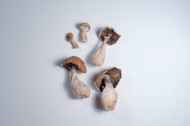 Mantar grubu beyaz arka planda yatar. Kuru psilosibin psikedelik sihirli mantarlar Altın Öğretmen. Üst manzara, düz yatak, yakın çekim. Sihirli bilinç kavramı