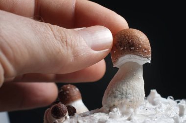 Mantar ailesinin yakın çekimi. Psikedelik psilosibin mantarları miselyum bloğunda Tayland suşu. Psilosibe Cubensis. Siyah arka planda insan eli ile taze mantarlar. Mikrodozlama kavramı