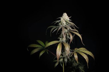 Çiçekli kenevir çalısı Sunset Sherbet 'a yakın çekim. Siyah arka planda izole edilmiş taze marihuana bitkisi. Bitkisel ilaç düzeni. Kenevir rekreasyonu, mikro büyüme konsepti