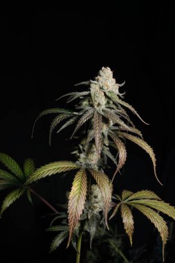 Çiçekli kenevir çalısı Sunset Sherbet 'a yakın çekim. Siyah arka planda mor yapraklı taze marihuana bitkisi. Bitkisel ilaç düzeni. Kenevir rekreasyonu, mikro büyüme konsepti