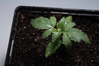 Kenevir, toprak arka planda, yakın planda bir tencerede filizlenir. Taze taze marihuana tohumu, sulama. Küçük yapraklı bebek kenevir hindistan cevizi toprağı, üst manzara ve düz yerde yetişir. Mikro büyüme kavramı