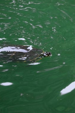 Deniz kaplumbağası suda.