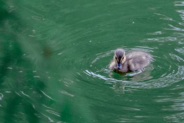 Ördek gölde yüzüyor..