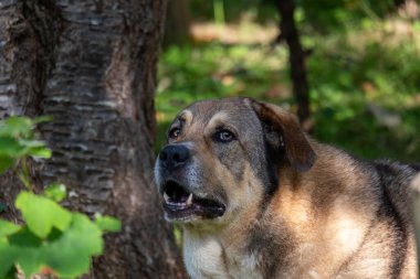 Ormandaki büyük siyah saçlı çoban köpeği cinsi.