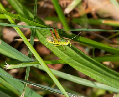 Çimlerin üzerinde çekirge.