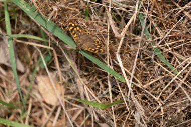 Çimlerin üzerinde kelebek