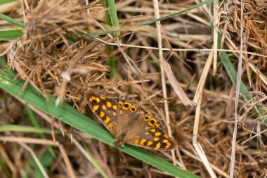 Bir erkek ve kelebeğin yakın çekimi.