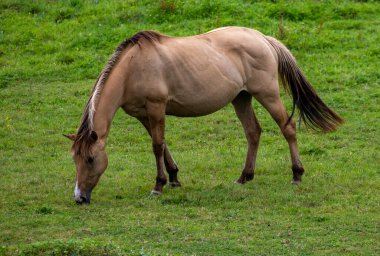 Kahverengi at yeşil çayırda otluyor..