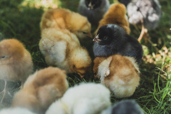 Группа маленьких цыплят, задумчивых курицей на зеленой траве на органической птицеферме. Глубокая глубина поля