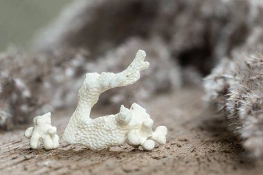 Ölü Mercan İskelet Taşı. Beyaz Doğal Deniz Mercan Fosili Ahşap Arkaplan Üzerinde