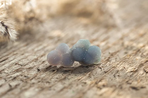 Grape Quartz Grape Agate Purple Spheres Crystals Wooden Background — Stock Photo, Image