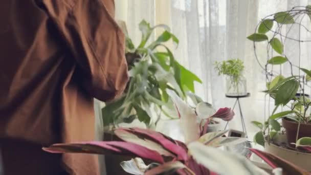 Женщина Ухаживающая Растениями Принимая Platicerium Staghorn Fern Установлен Борту Подоконника — стоковое видео