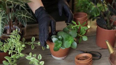 Kalanchoe bitki üretimi. Tahta masadaki seramik bir terra cotta tenceresine kök salmış bitki kesiciler yerleştirmek. Kapalı alandaki saksı bitkilerinin yetiştirilmesi ve bakımı.
