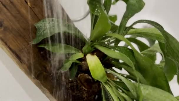 Zavlažování Staghorn Fern House Rostlina Sprchou Koupelně Platicerium Pěstování Dřevěné — Stock video