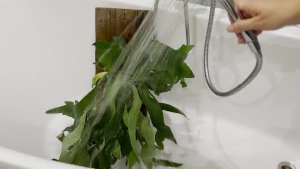 バスルームでシャワー付きのStaghorn Fern House工場に水をやる 鉢のない板の上で育つプラチナ — ストック動画