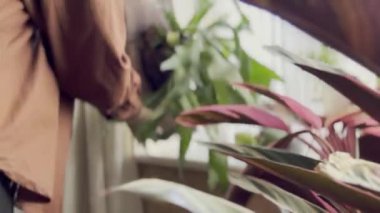 Çiçeklerle ilgilenen kadın. Platiseryum Staghorn eğreltiotu Suladıktan sonra Pencere pervazına monte edildi