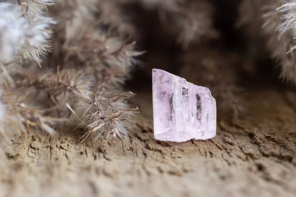 Genomskinlig Rosa Kunzite Crystal Healing Gemstone Trä Bakgrund Naturlig Mineralsamling — Stockfoto
