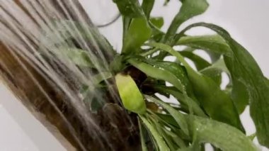 Sulayan Staghorn eğreltiotu bitkisi banyoda duş alıyor. Tahta bir tahtanın üzerinde saksısız büyüyen platiseryum.