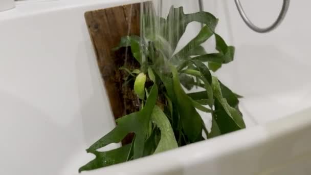 Arrosage Staghorn Fern House Plant Avec Une Douche Dans Une — Video