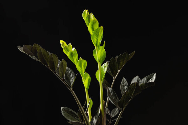 The New Light Green Leaves of Black Zamioculcas Zamiifolia Raven Houseplant over Black Background. ZZ Plant Growth