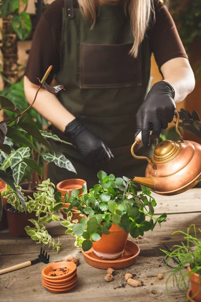 Female gardener or florist wearing black rubber protective gloves and apron watering a plant after repot using a copper vintage teapot. Gardening concept