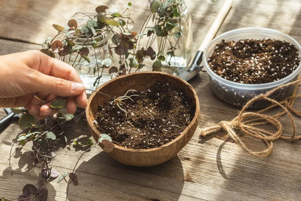 Female hand putting rooted tuber of Ceropegia Woodii house plant in soil. Houseplant propagation and planting process. String of Hearts plant planting in coconut shell hanging pot