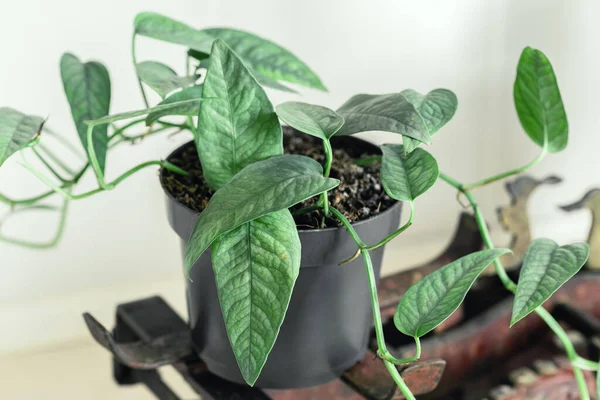 Epipremnum Pinnatum Cebu Blue, Tropical Houseplant with Silver Blue Leaves Colors on Vintage Scales in the Kitchen Interior