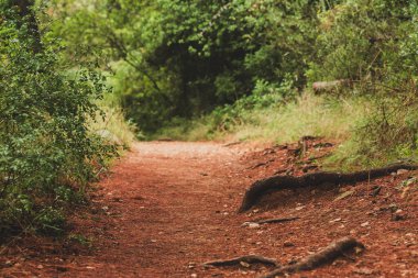 Çam Ormanı 'ndaki Kızıl Toprak Yolu. Hırvatistan 'ın Dalmaçya Bölgesi' ndeki orman. Seçici Odaklanma