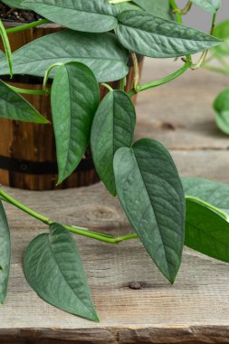 Epipremnum Pinnatum Cebu Blue, Gümüş Mavisi Yapraklar Kapalı Tropikal Ev Bitkisi