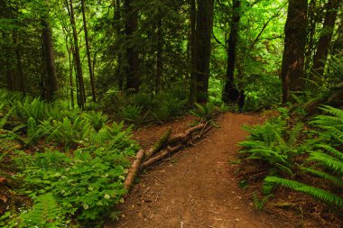 Washington 'daki Lacamas Park' ta Görkemli Ağaçlar Tarafından Gölgelenmiş Curvy Trail. Büyüleyici bir ormanın içinden geçen Gezgin Yol Rüzgarları. Pasifik 'in Kuzeybatısının Barışseverliği ve Doğal Güzelliği