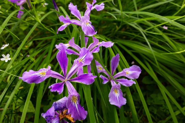Opmerkelijke Schoonheid Van Een Levendige Paarse Iris Tenax Bloem Zijn — Stockfoto
