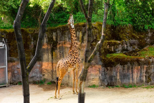 Vahşi Yaşam Parkı Ndaki Uzun Zürafa Ağaca Ulaşıyor Hayvanat Bahçesindeki — Stok fotoğraf