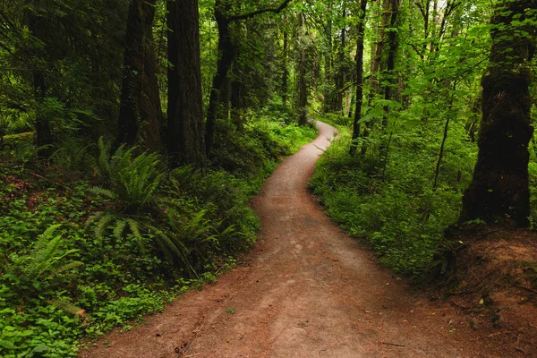 位于华盛顿州拉卡马斯公园的参天大树的卷曲小径 有意义的道路蜿蜒穿过迷人的森林 太平洋西北部的和平与自然美 图库图片