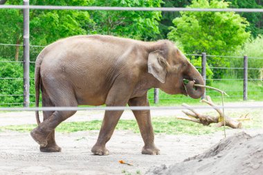 Genç Asya Fili, bir hayvanat bahçesinde ikamet eden görkemli ve ikonik bir tür. Portland Hayvanat Bahçesinde Filler Bölgelerinde Yürüyor