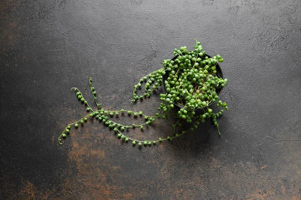 深背景下长有珠状叶子珍珠植物的Senecio Rowleyanus或String 图库图片