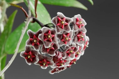 Hoya Pubicalyx cv. Hawaii Kraliyet Mor Saksı Bitkisi. Hoya Pubicalyx Cv 'nin aşırı yakın plan fotoğrafı. Chimera Inflorescence. Porselen Çiçek veya Balmumu Bitkisi.