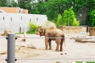 Görkemli Asya Fili, bir hayvanat bahçesinde ikamet eden görkemli ve ikonik türler. Portland Hayvanat Bahçesinde Filler Bölgelerinde Yürüyor