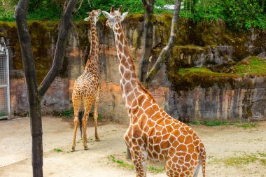 Vahşi Yaşam Parkı 'nda Yürüyen İki Zarif Zürafa. Hayvanat bahçesindeki iki zürafanın görkemli güzelliği.. 