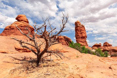 Utah, ABD 'deki Arches Ulusal Parkı' nda Kuru Ağaç ve Kırmızı Taşlar Peyzajı