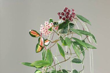 Hoya Carnosa ve Hoya Pubicalyx saksı bitkisi. Hoya 'nın farklı varyasyonları, Krimson Prensesi ve Krimson Kraliçe Türleri. Porselen çiçek ya da balmumu bitkisi.